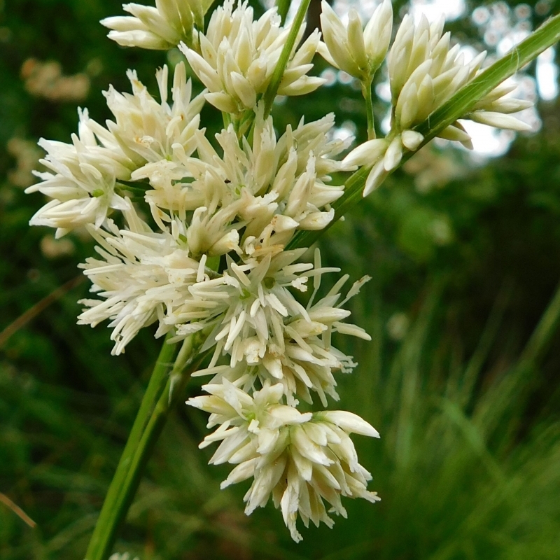 Luzule blanche