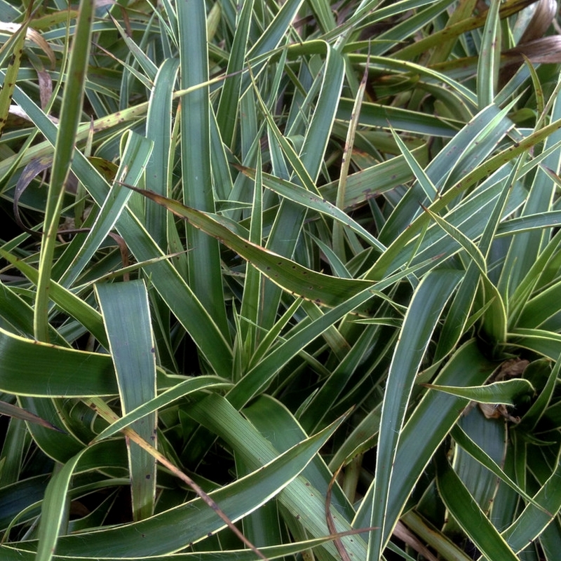 Luzule des forêts Marginata