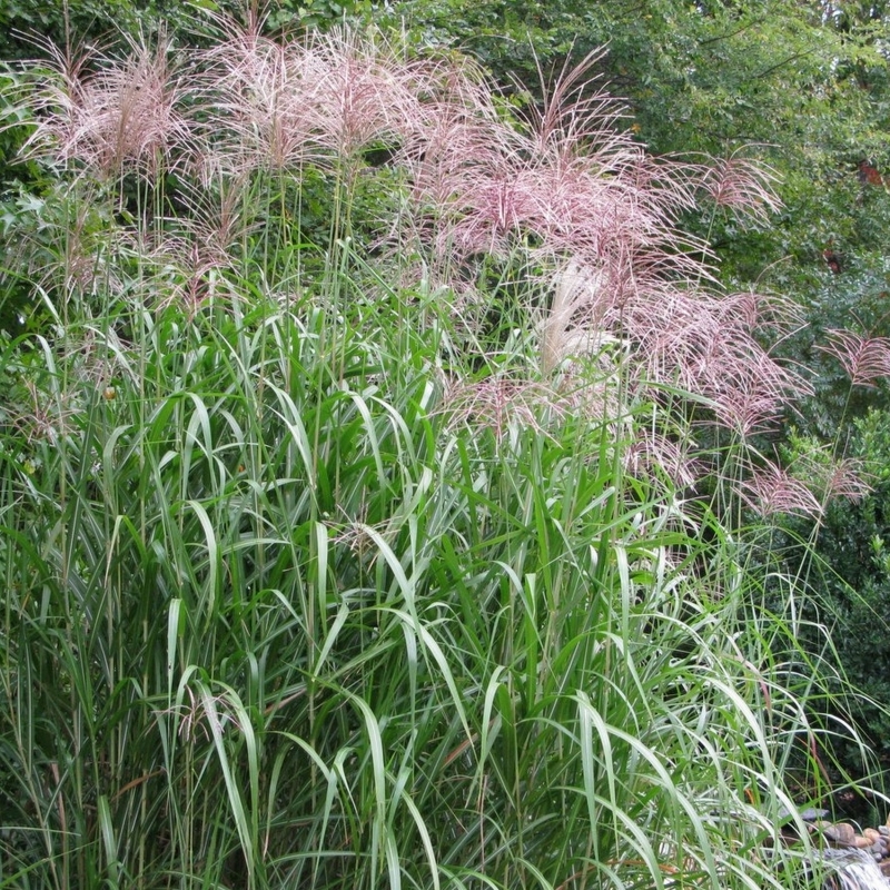 Roseau géant de Chine, Eulalie géante