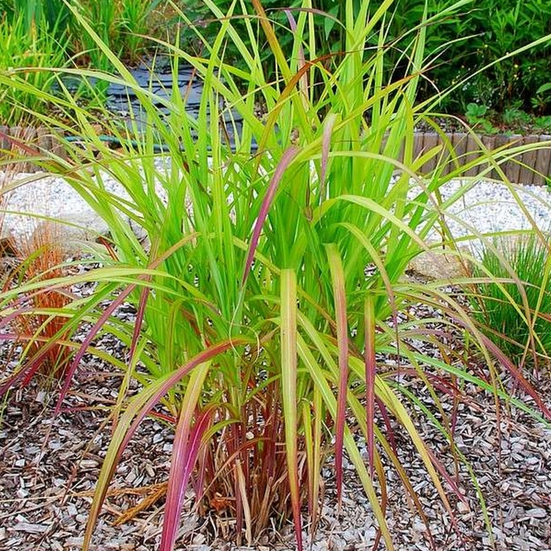 Eulalie Hybrid Late, Roseau de Chine Hybrid Late