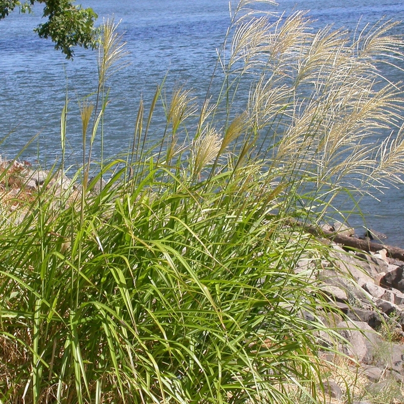 Eulalie, Roseau de Chine