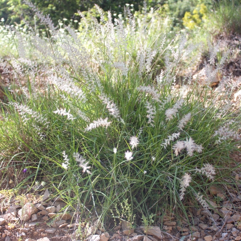 Herbe aux écouvillons orientale