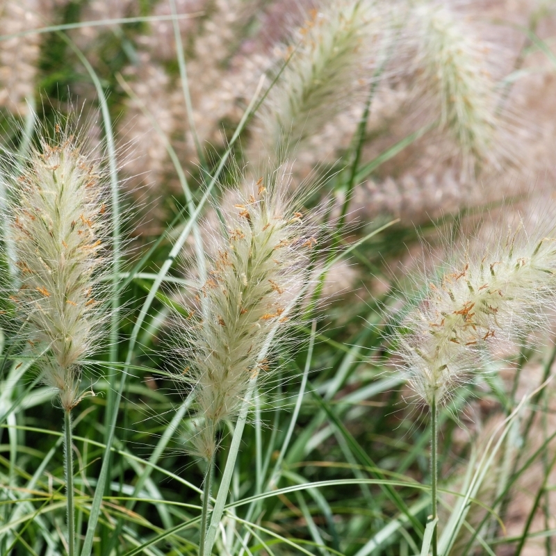 Herbe aux écouvillons villosum