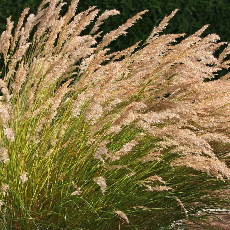 Stipa calamagrostis