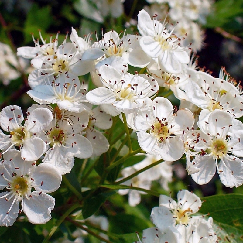 Aubépine blanche