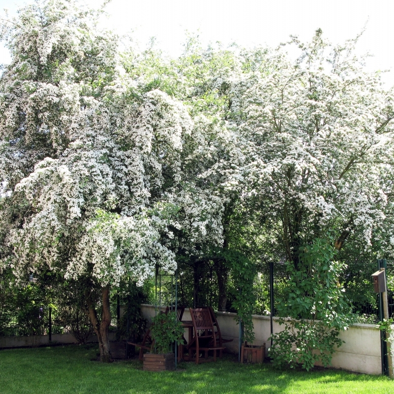 Aubépine blanche