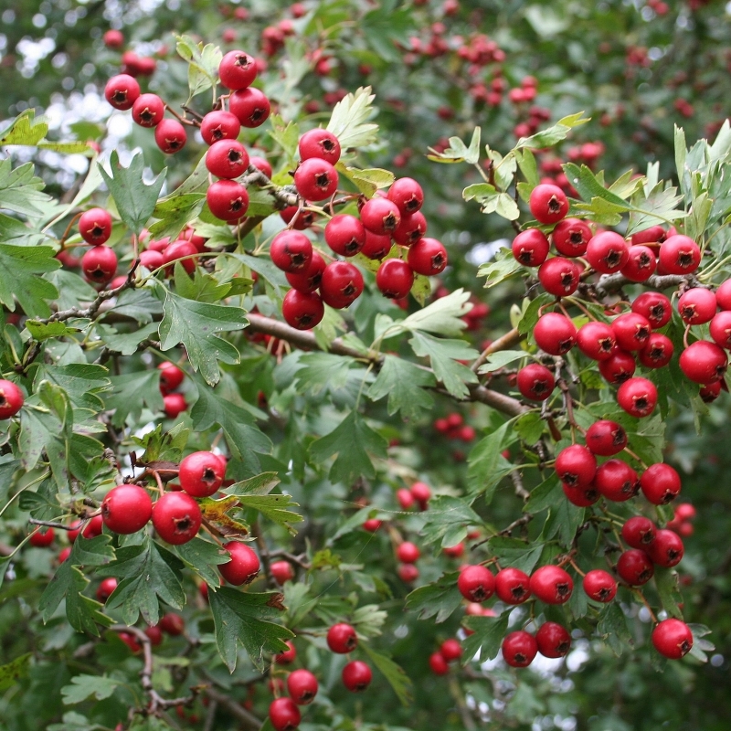 Aubépine blanche