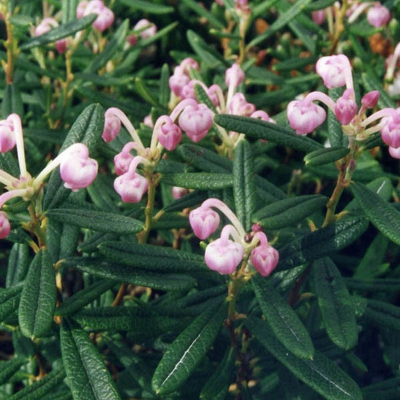 Andromède polifolia Compacta