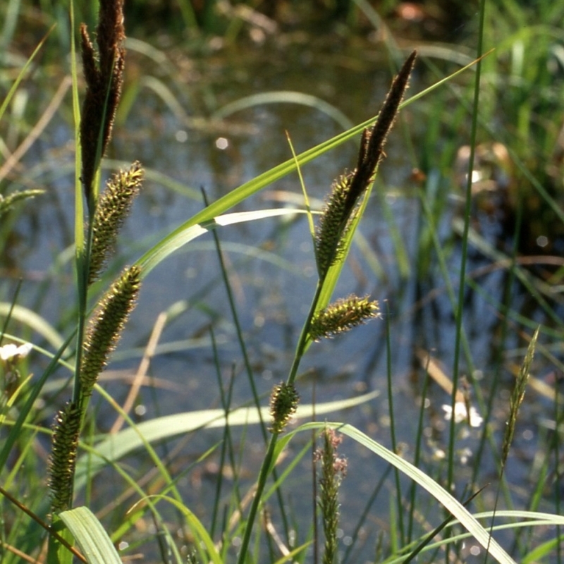 Laîche des rives