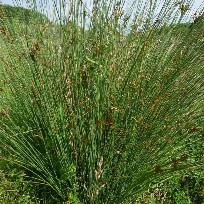 Jonc des jardiniers