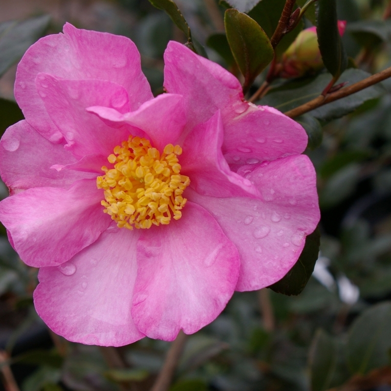 Camellia d'automne Cleopatra