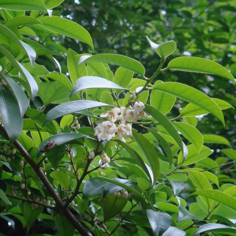 Sakaki