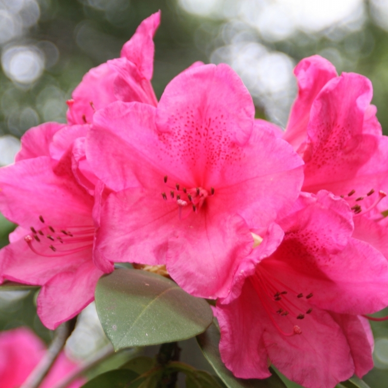 Rhododendron hybride Anna Rose Whitney