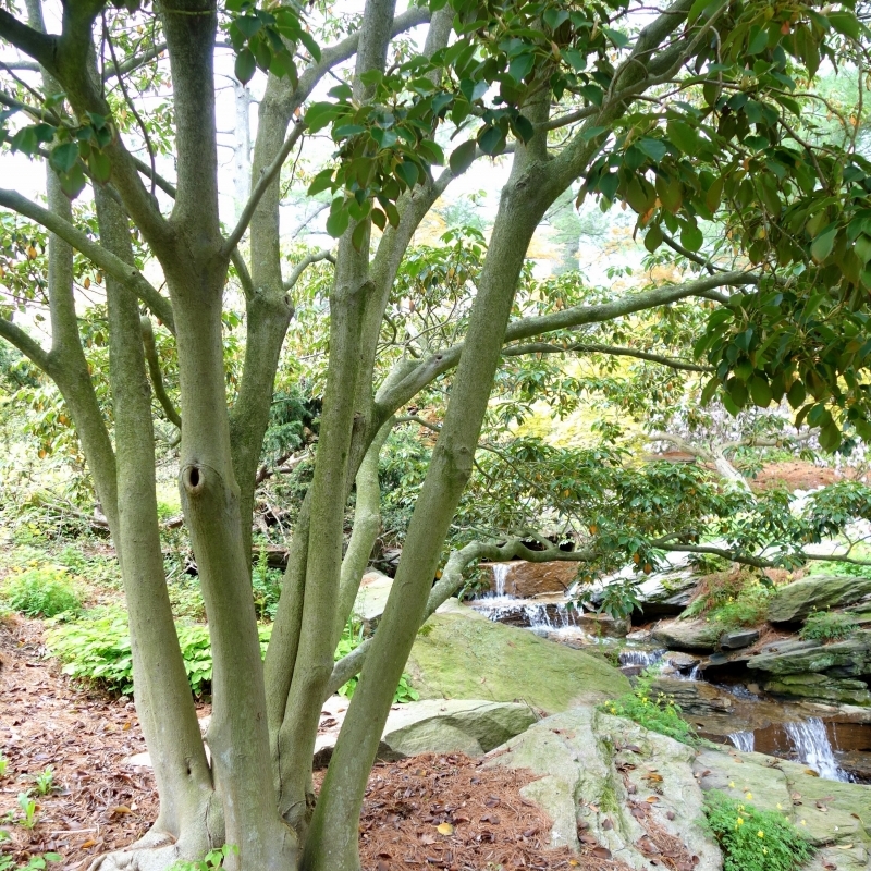 Arbre aux roues