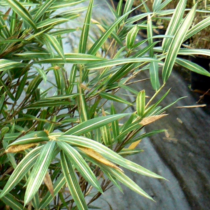 Pleioblastus chino Elegantissimus