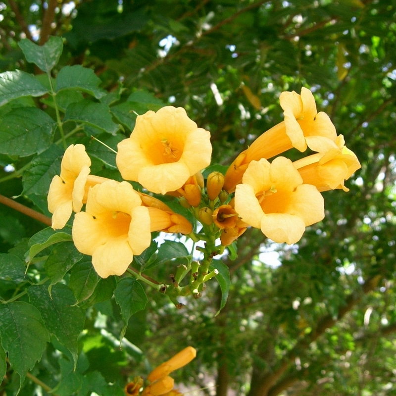 Bignone Yellow Trumpet