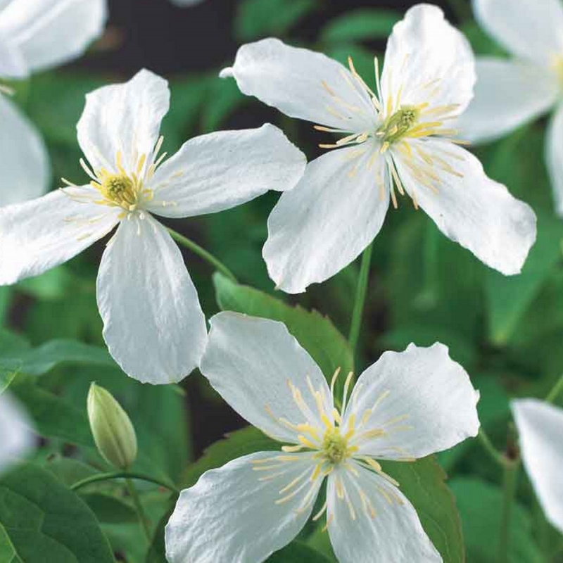 Clématite des montagnes Grandiflora