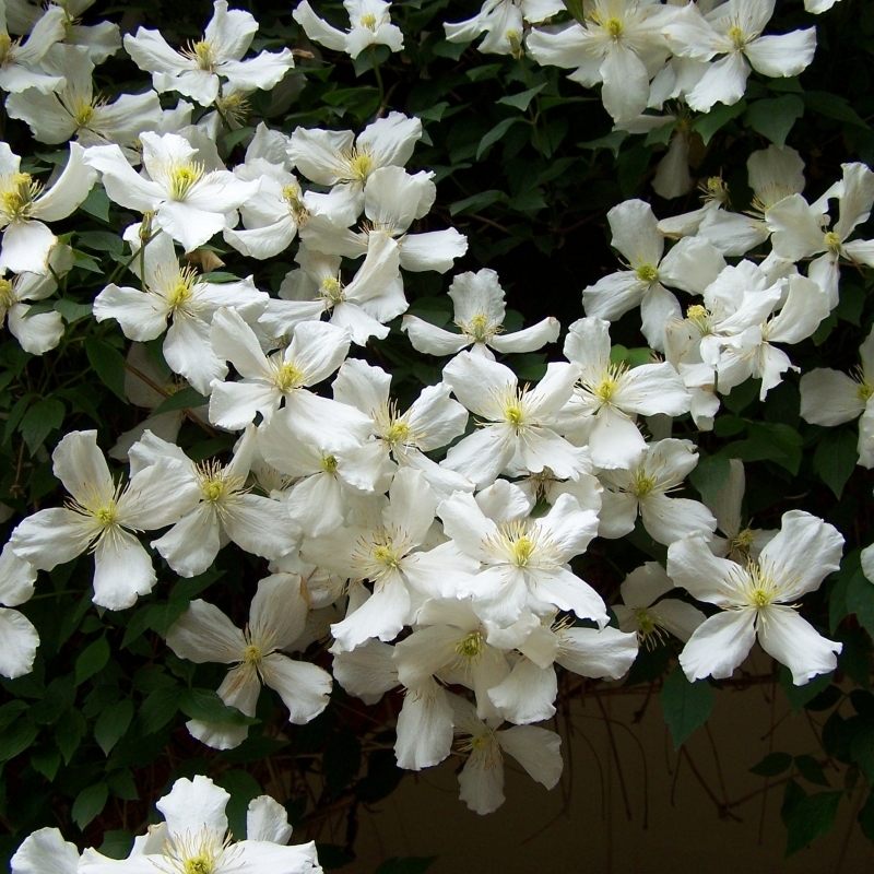 Clématite des montagnes Grandiflora