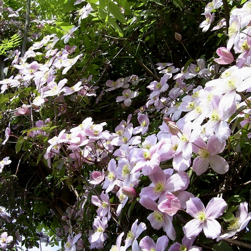 Clématite des montagnes Tetrarose