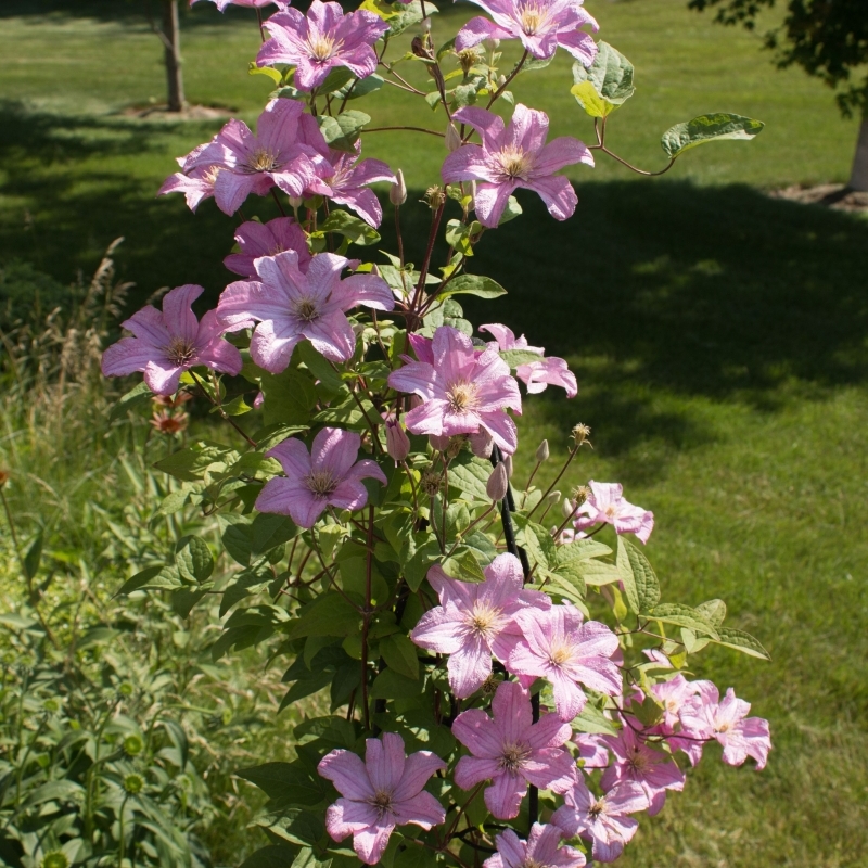 Clématite hybride Comtesse de Bouchaud