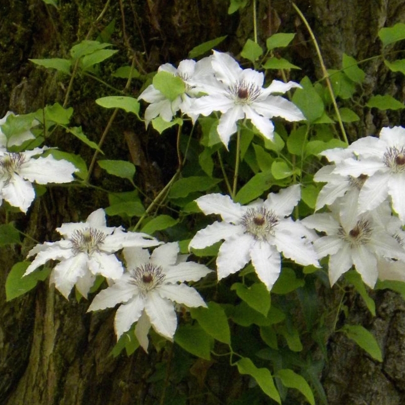 Clématite hybride Henryi