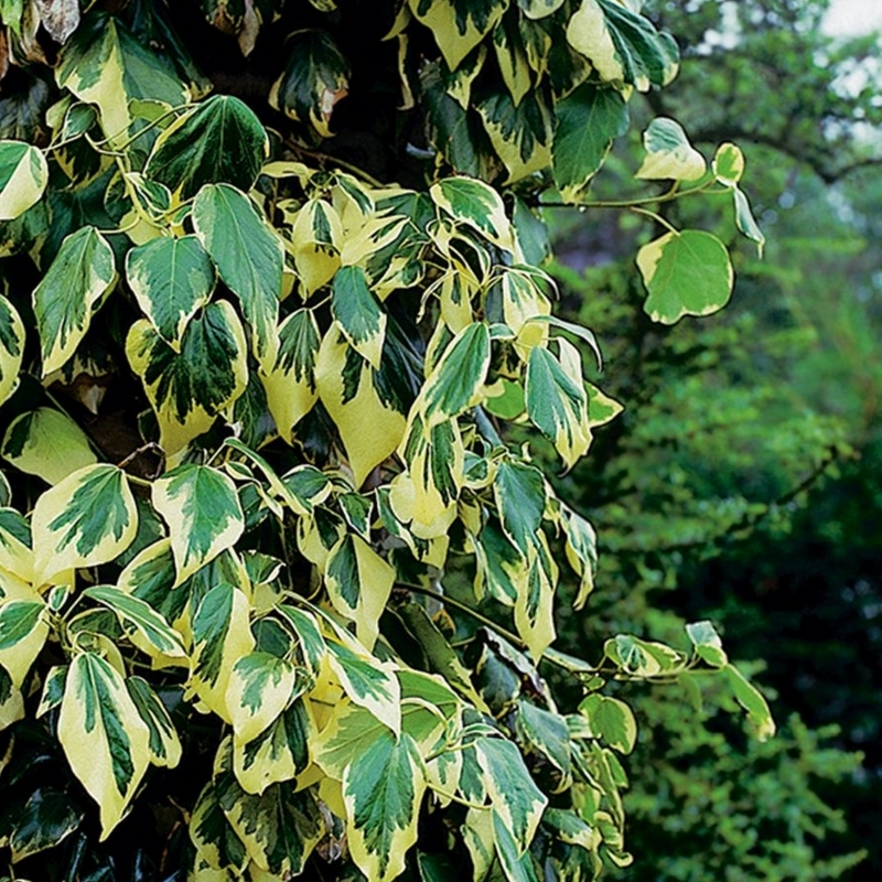 Lierre du Caucasse Dentata Variegata