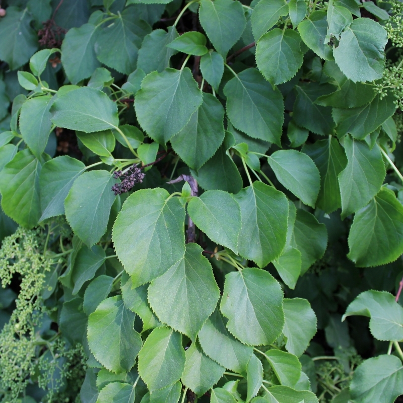 Hortensia grimpant