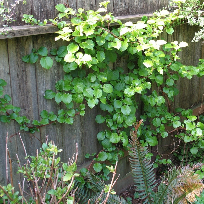 Hortensia grimpant