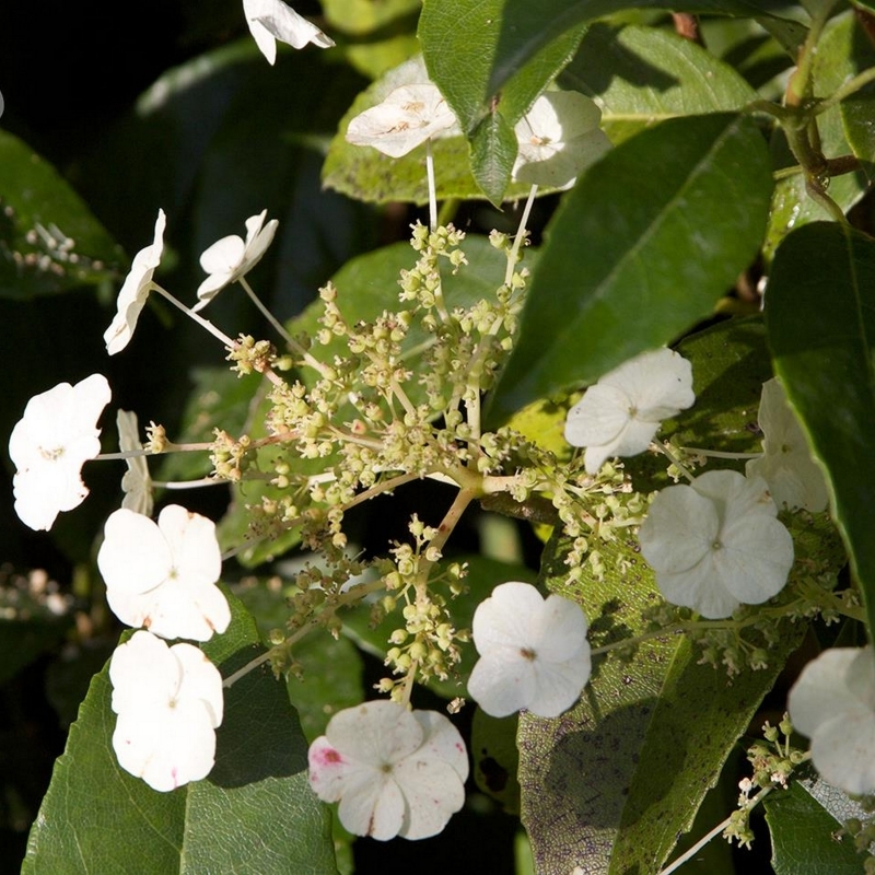 Hortensia grimpant seemanii