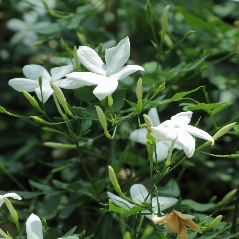 Jasminum officinale (jasmin blanc)