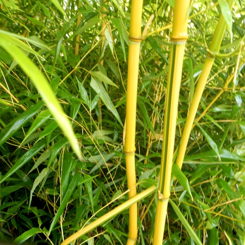 Phyllostachys aureosulcata Spectabilis