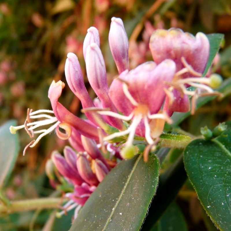 Chèvrefeuille de Henry