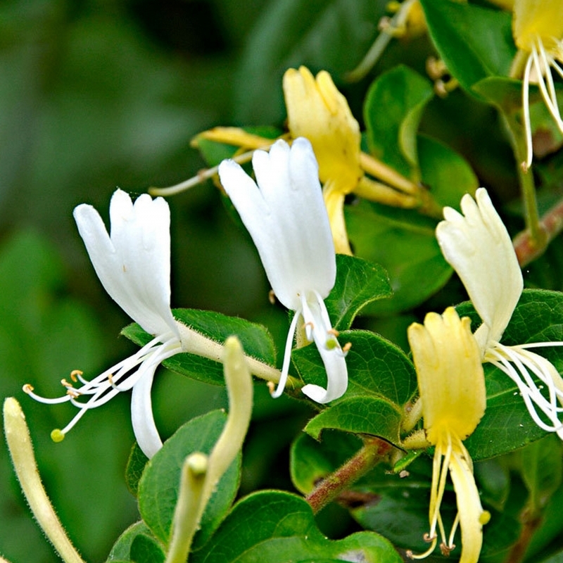 Chèvrefeuille grimpant Halliana