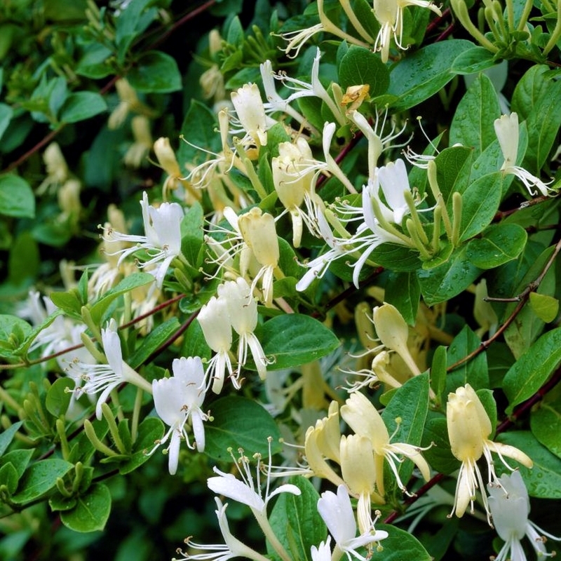 Chèvrefeuille grimpant Halliana