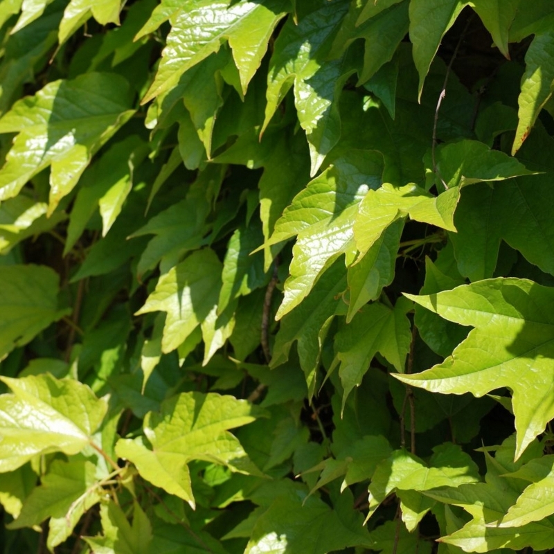 Vigne vierge du Japon