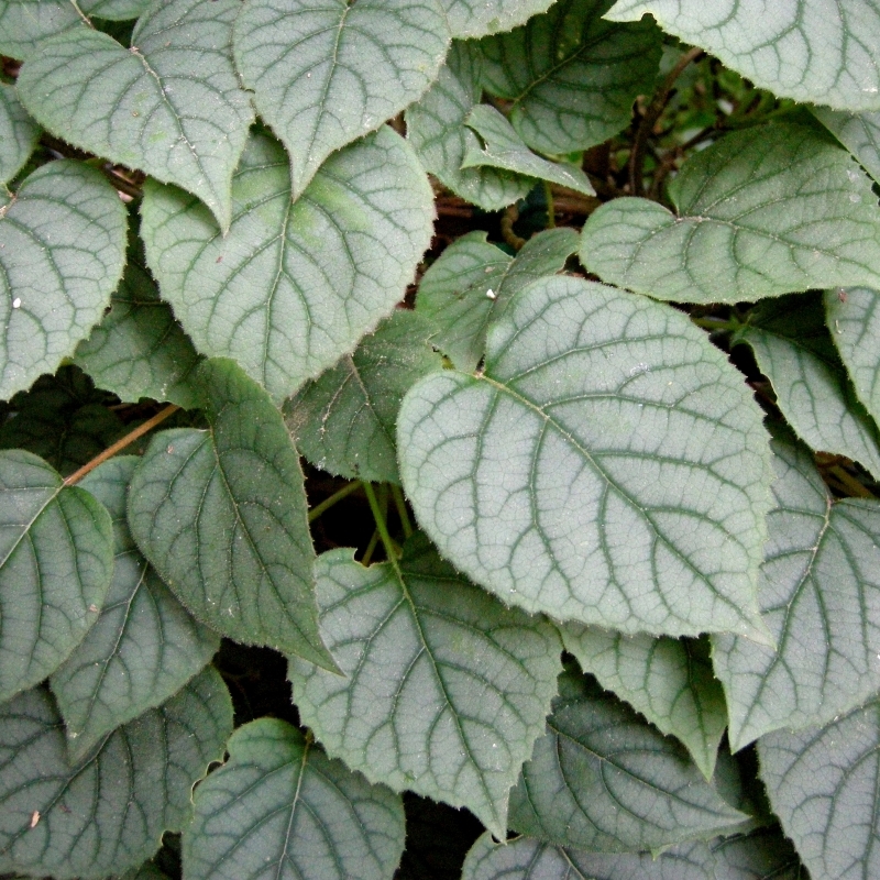 Hydrangea du Japon Moonlight