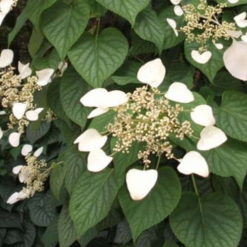 Hydrangea du Japon Moonlight