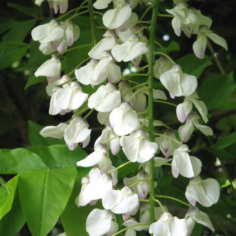 Glycine du Japon blanche