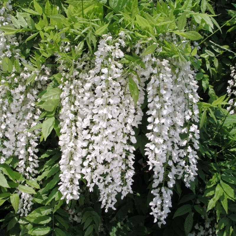 Glycine du Japon blanche