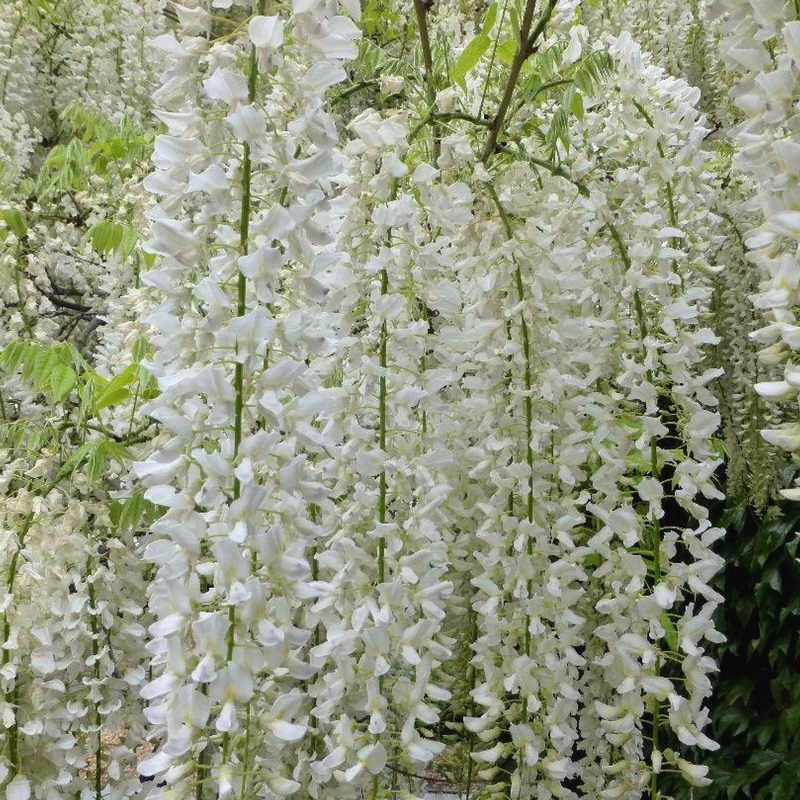 Glycine du Japon Longissima Alba