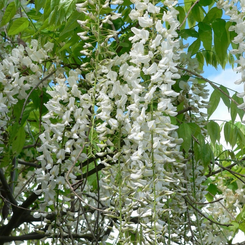 Glycine du Japon blanche, Wisteria floribunda Alba, plante