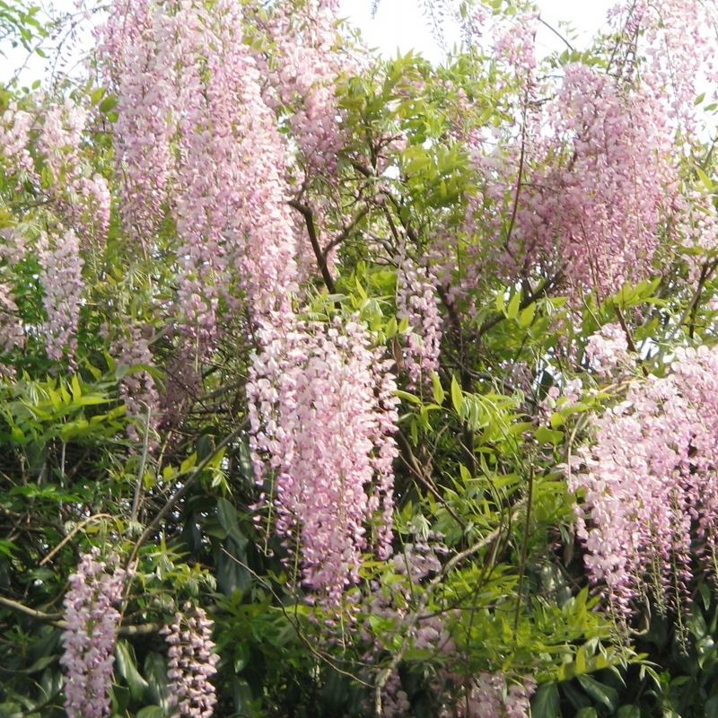 Glycine du japon Rosea