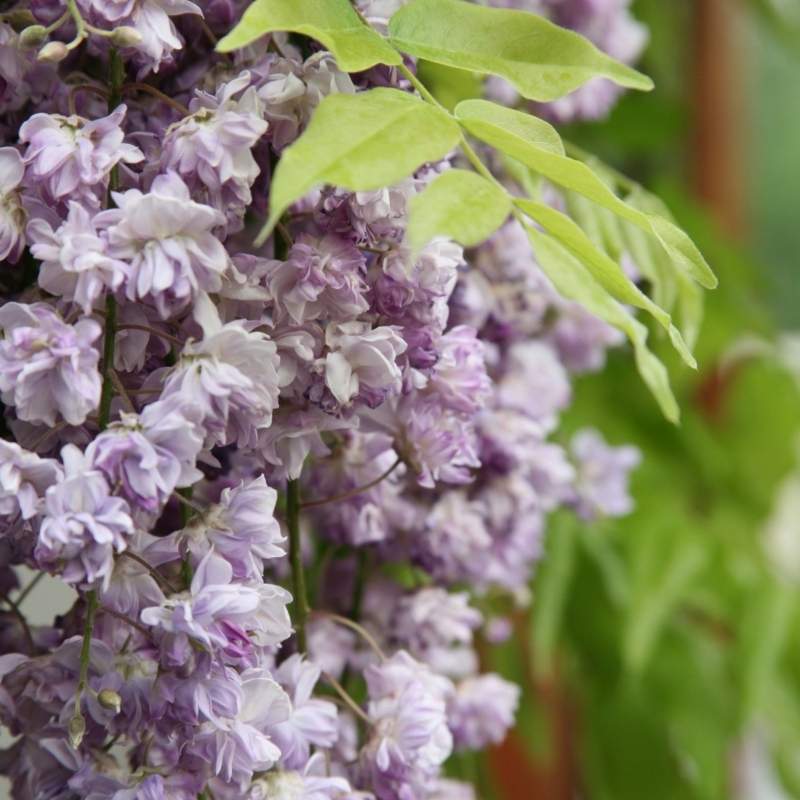 Glycine du Japon Violacea Plena