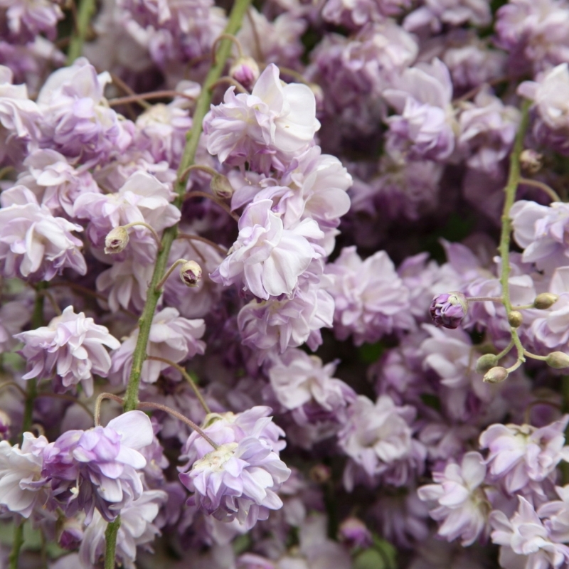 Glycine du Japon Violacea Plena