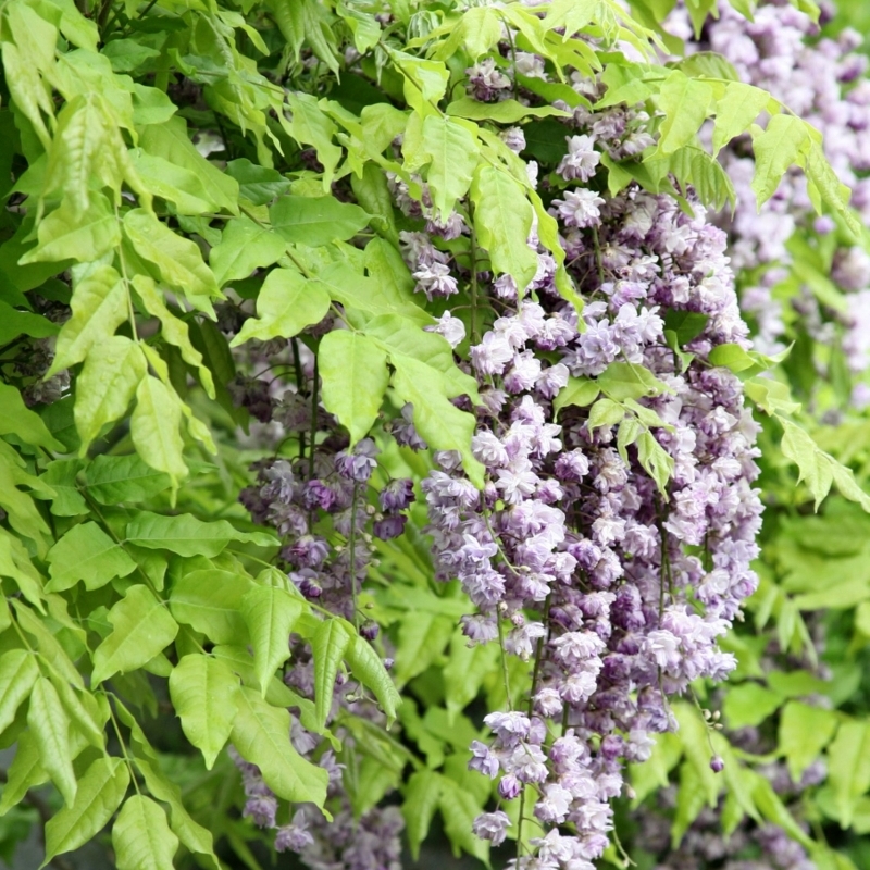 Glycine du Japon Violacea Plena