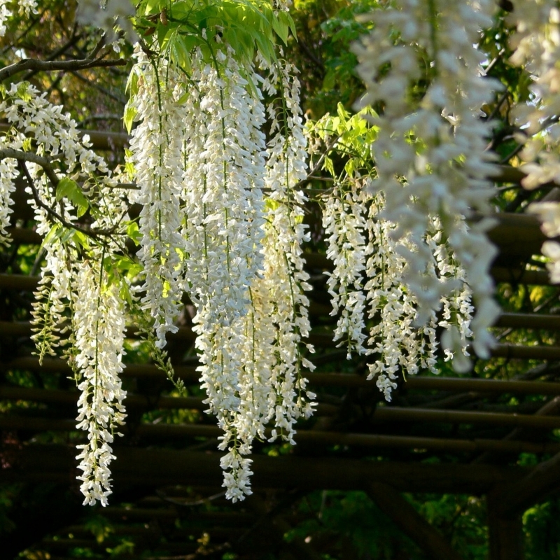 Glycine de Chine Blanche