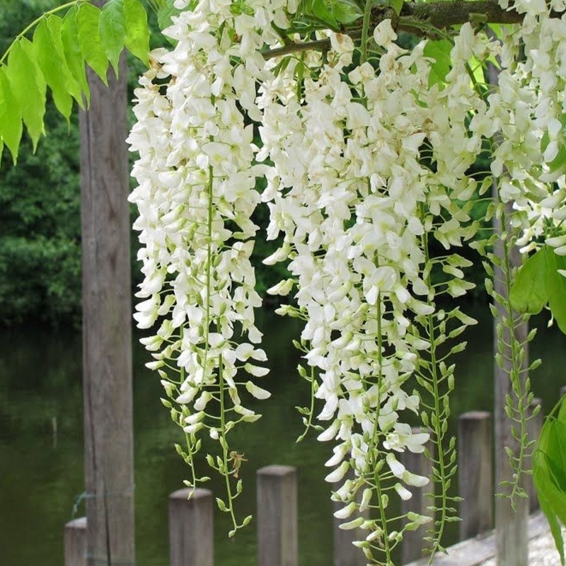 Glycine de Chine Blanche