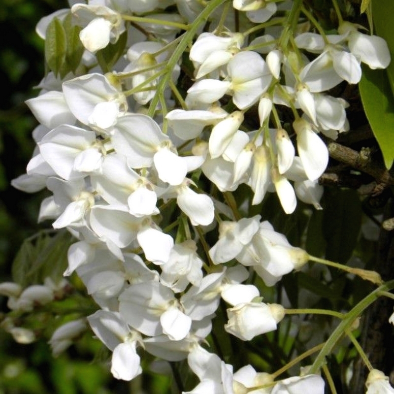 Glycine gracieuse Blanche