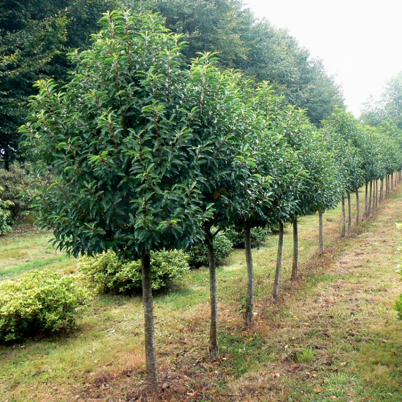 Laurier du Portugal Myrtifolia sur 1/2 tige