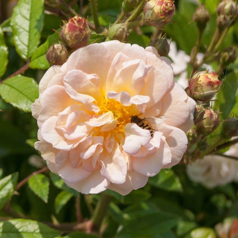 Rosier paysager Ghislaine de Féligonde